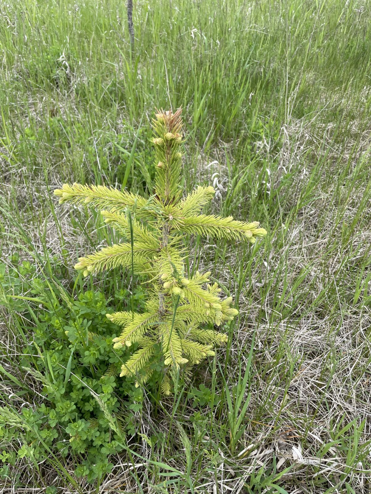 Meyer’s Spruce (Picea meyeri)