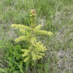 Meyer's Spruce (Picea meyeri)