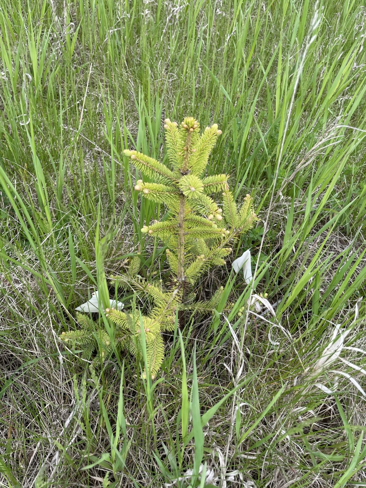 Mongolian Spruce (Picea mongolica)