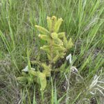 Mongolian Spruce (Picea mongolica)