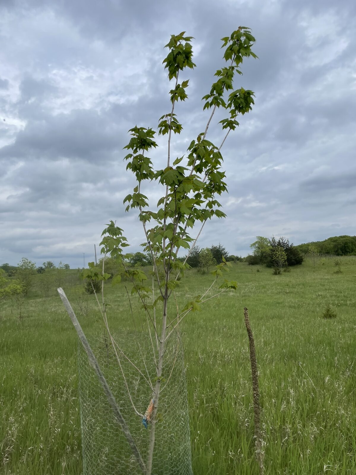 Northwood Maple (Acer rubrum ‘Northwood’)