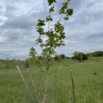 Northwood Maple (Acer rubrum 'Northwood')