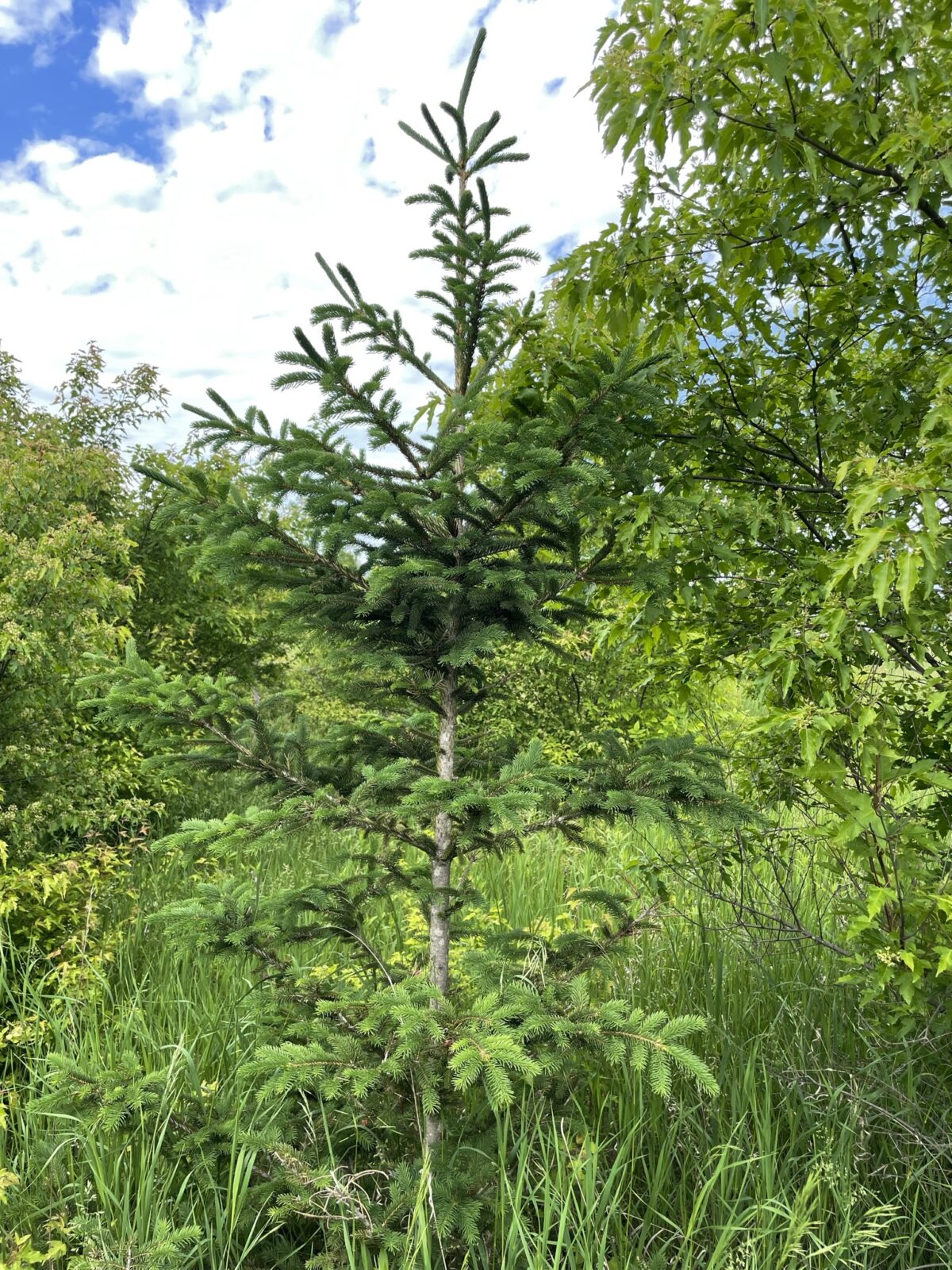 Norway Spruce (Picea abies)