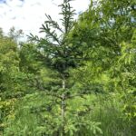 Norway Spruce (Picea abies)