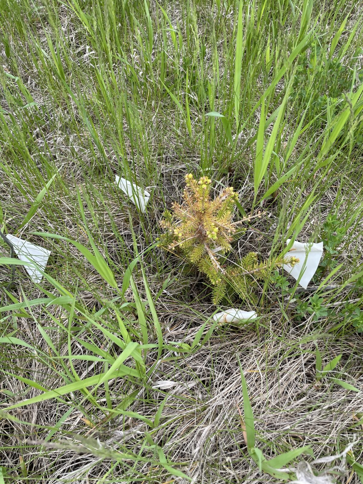 Oriental Spruce (Picea orientalis)