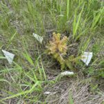 Oriental Spruce (Picea orientalis)