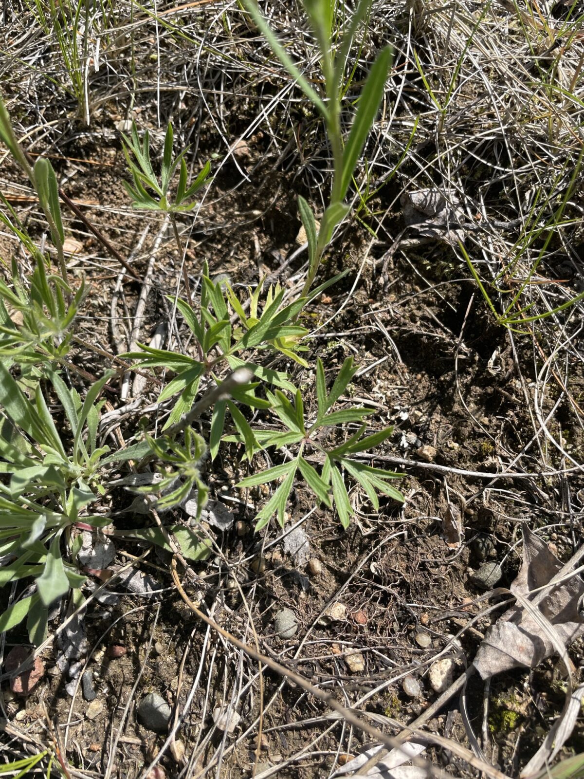 American Pasqueflower (Anemone patens)