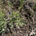 American Pasqueflower (Anemone patens)