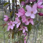 Pink Spires