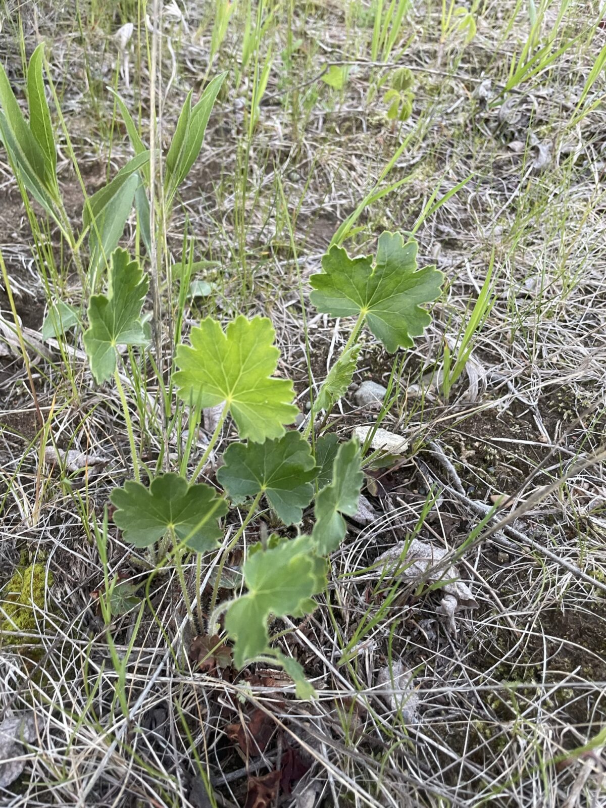 Prairie Alumroot (Heuchera richardsonii)