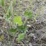 Prairie Alumroot (Heuchera richardsonii)