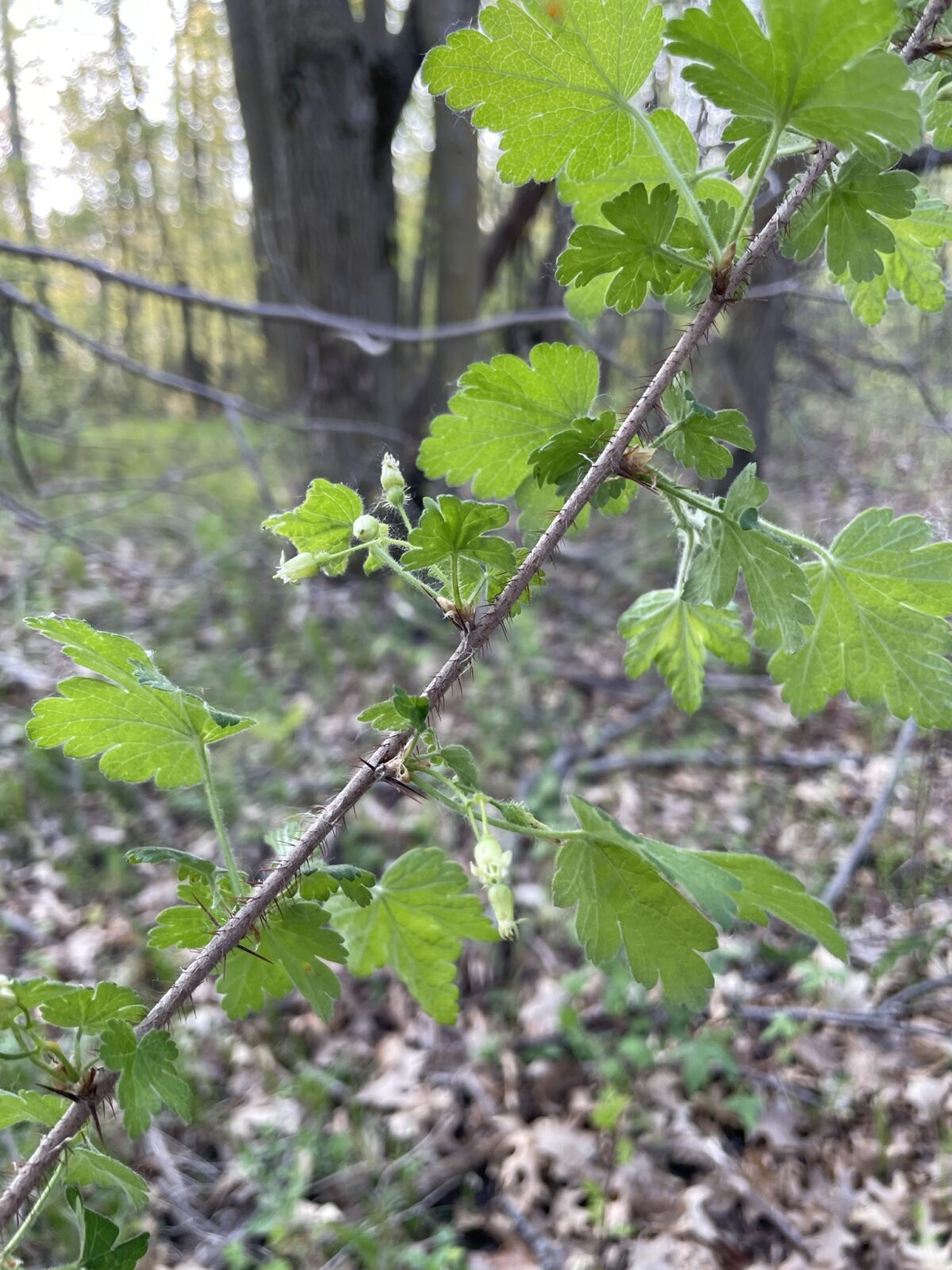 Prickly Gooseberry (Ribes cynosbati)