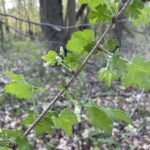 Prickly Gooseberry (Ribes cynosbati)