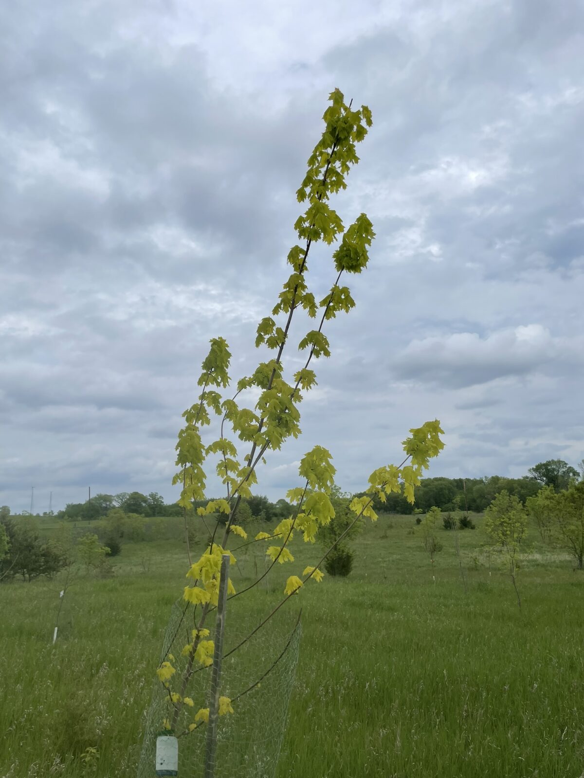 Princeton Gold Maple (Acer platanoides ‘Princeton Gold’)