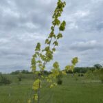 Princeton Gold Maple (Acer platanoides 'Princeton Gold')