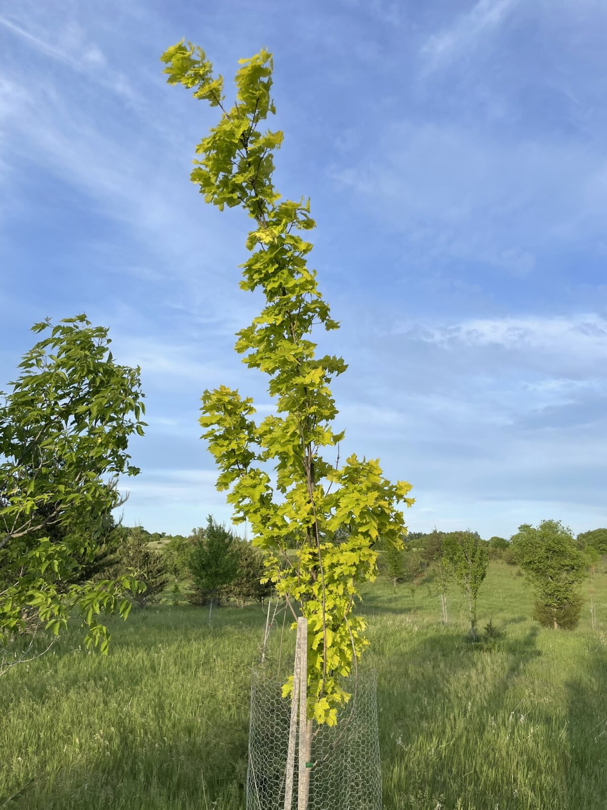 Princeton Gold Maple (Acer platanoides ‘Princeton Gold’)
