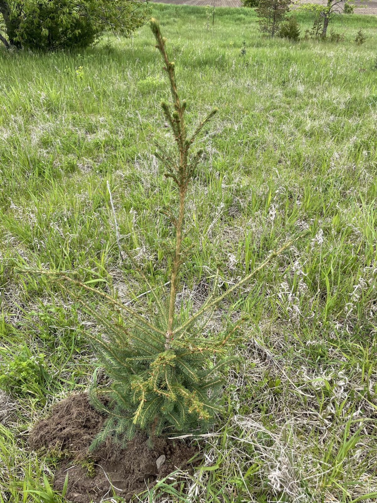 Red Spruce (Picea rubens)