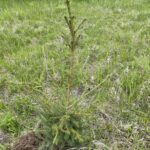 Red Spruce (Picea rubens)