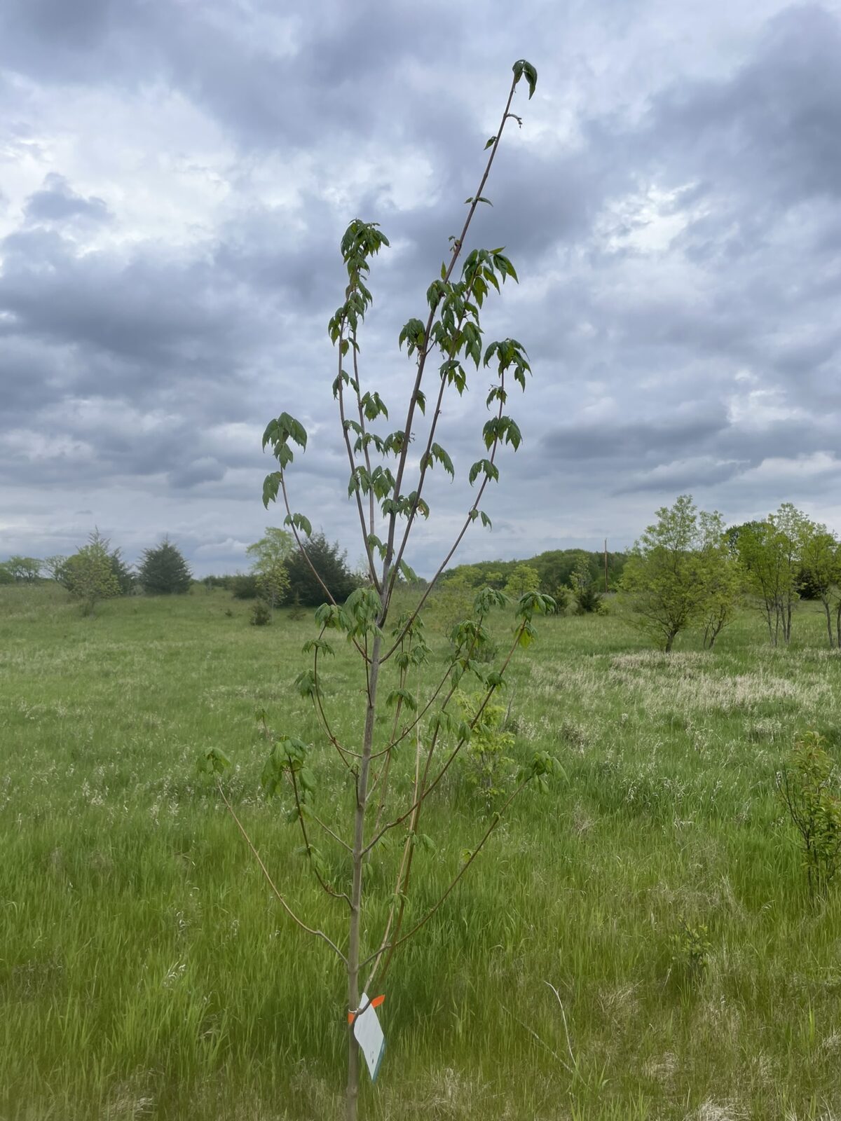 Red Sunset Maple (Acer rubrum ‘Franksred’)