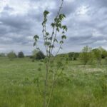 Red Sunset Maple (Acer rubrum 'Franksred')