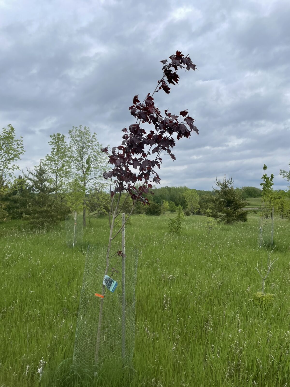 Royal Red Maple (Acer platanoides ‘Royal Red’)