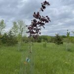 Royal Red Maple (Acer platanoides 'Royal Red')