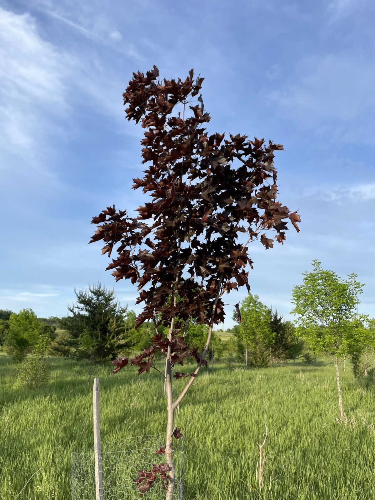Royal Red Maple (Acer platanoides ‘Royal Red’)