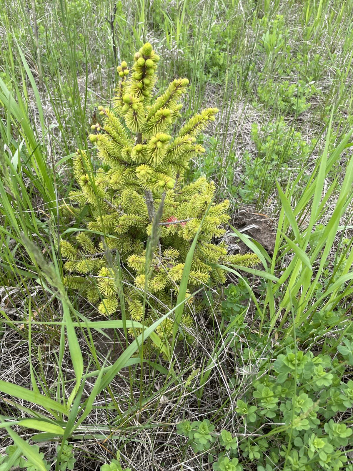 Sakhalin Spruce (Picea glehnii)