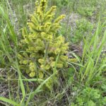 Sakhalin Spruce (Picea glehnii)