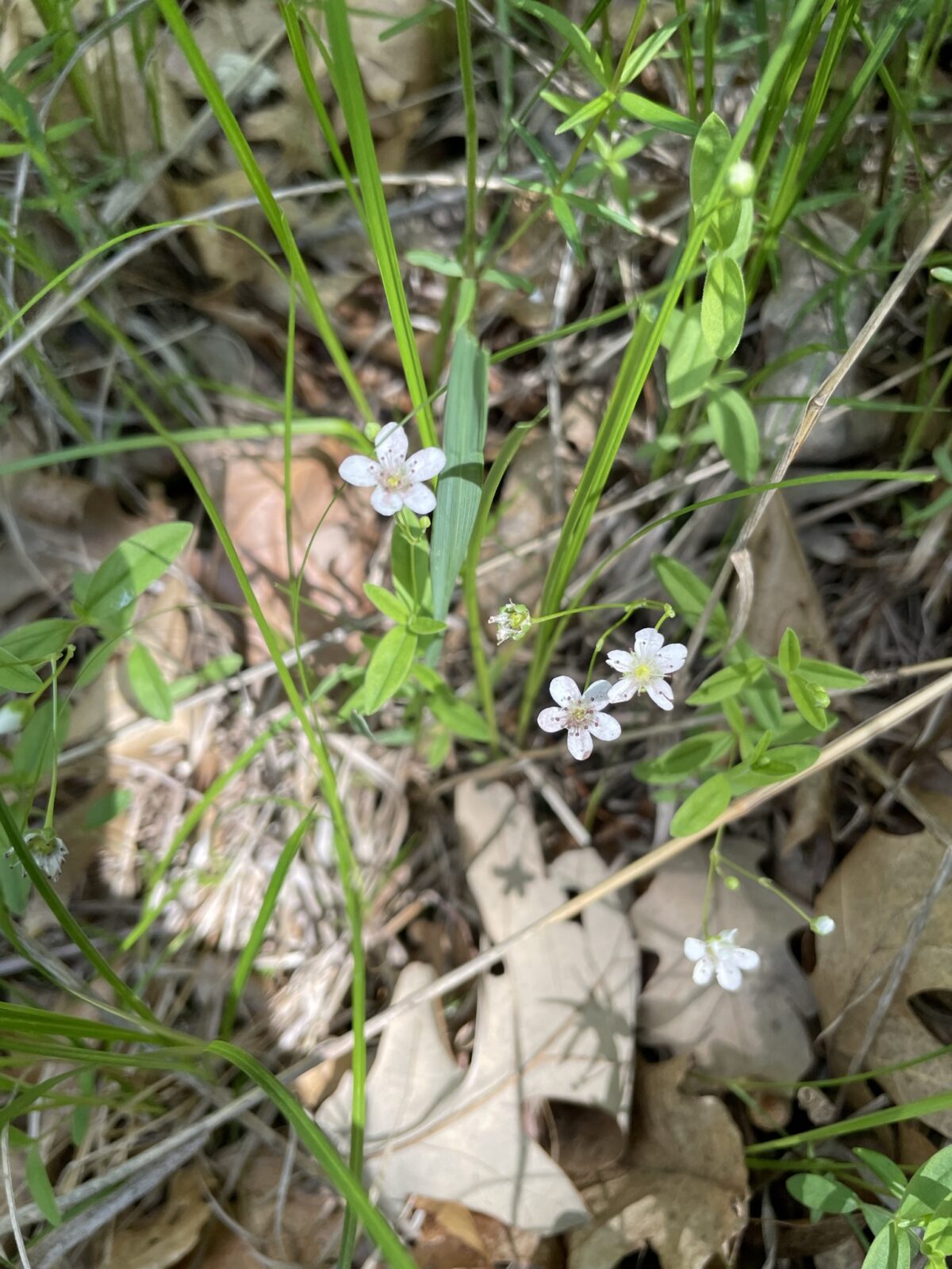 Bluntleaf Sandwort (Moehringia lateriflora)