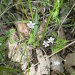 Bluntleaf Sandwort (Moehringia lateriflora)