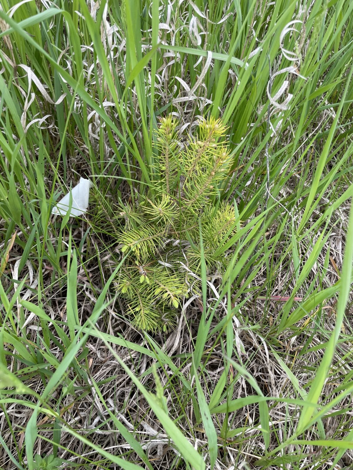 Schrenk Spruce (Picea schrenkiana)