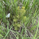 Schrenk Spruce (Picea schrenkiana)