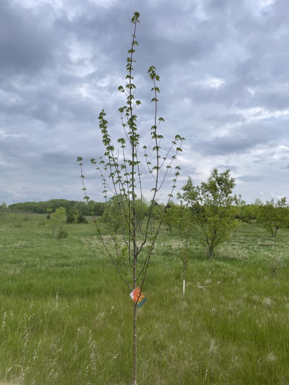 Sienna Glen Maple (Acer x freemanii ‘Sienna’)