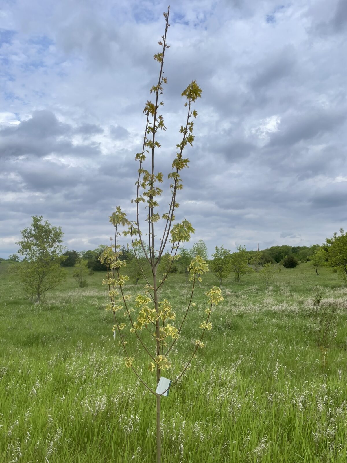 Variegated Norway Maple (Acer platanoides ‘Variegatum’)