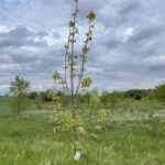 Variegated Norway Maple (Acer platanoides 'Variegatum')