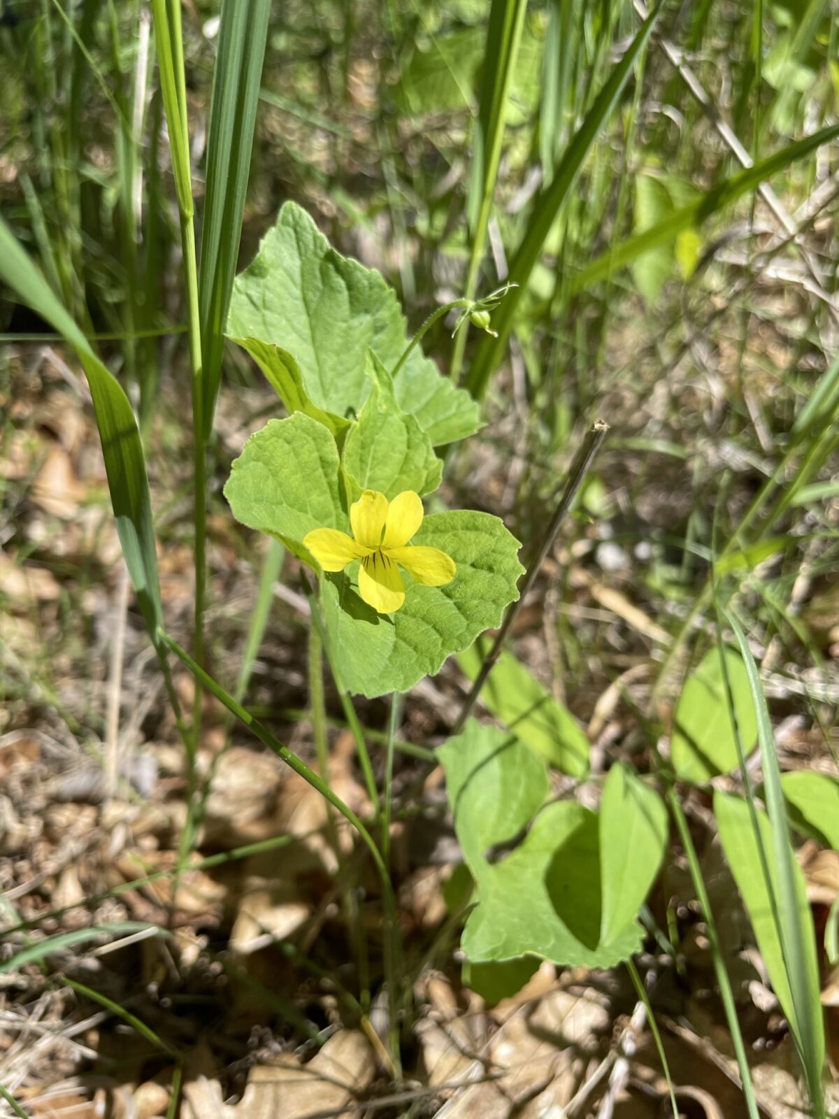 Smooth Yellow Violet (Viola eriocarpa)