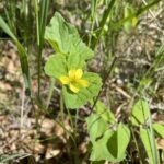 Smooth Yellow Violet (Viola eriocarpa)