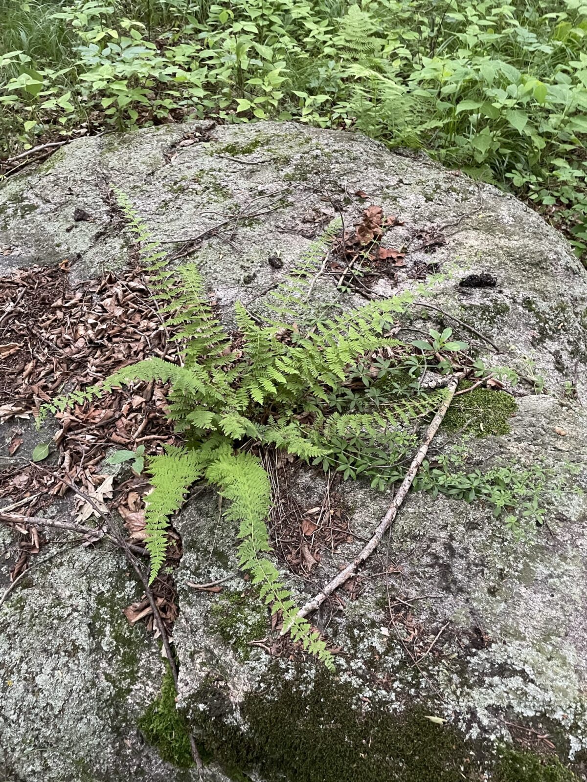 Bulblet Fern (Cystopteris bulbifera)