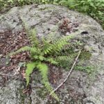 Bulblet Fern (Cystopteris bulbifera)