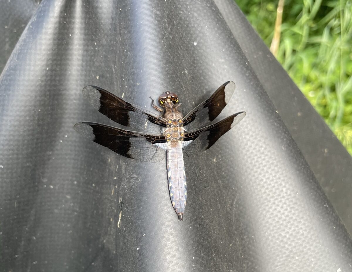 Common Whitetail (Plathemis lydia)