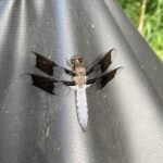 Common Whitetail (Plathemis lydia)