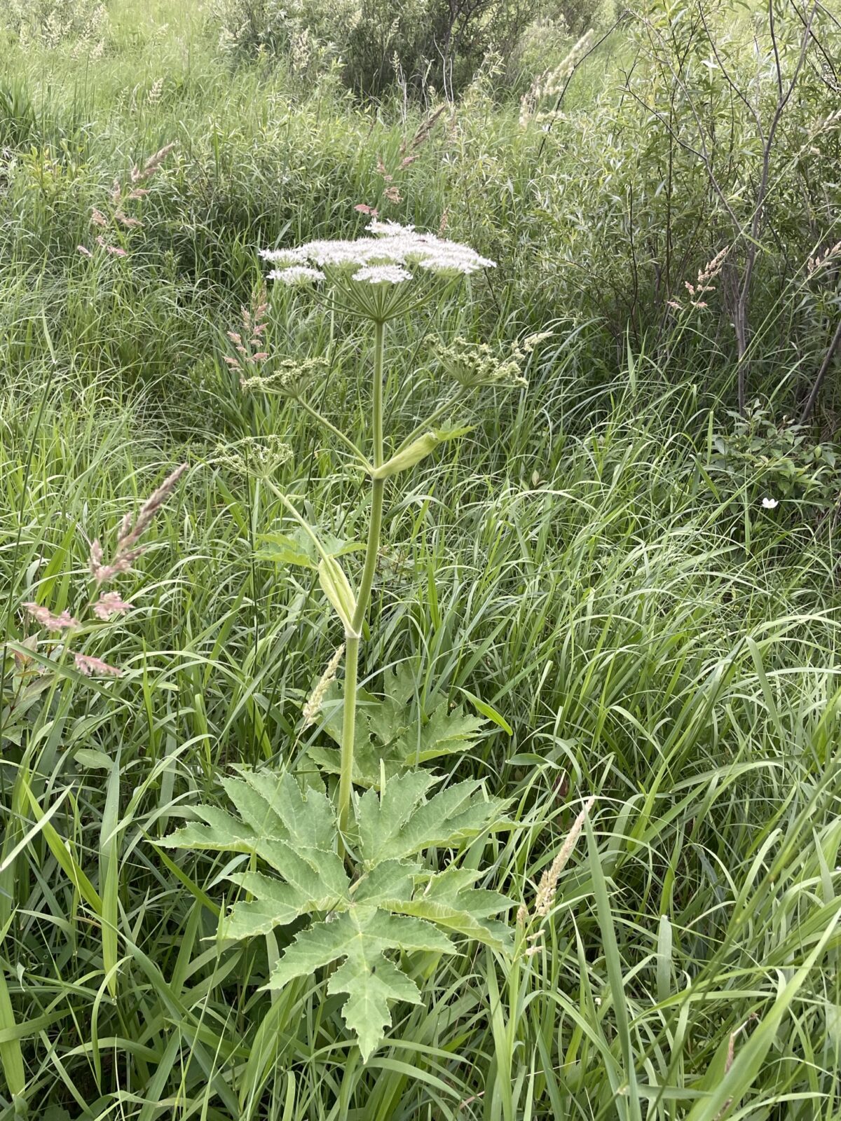 Common Cow Parsnip – Heracleum maximum