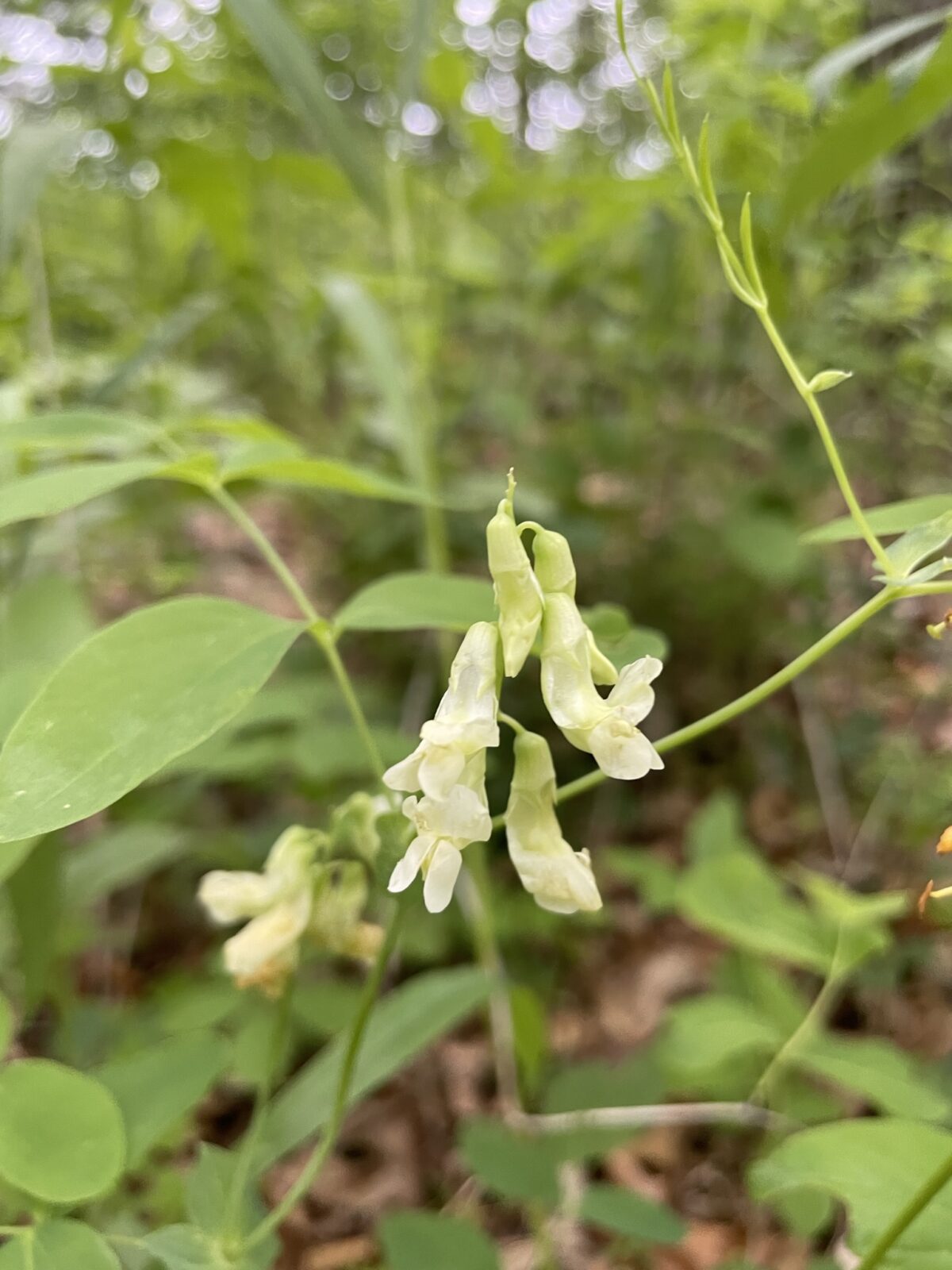 Cream Pea (Lathyrus ochroleucus)