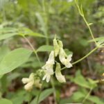 Cream Pea (Lathyrus ochroleucus)