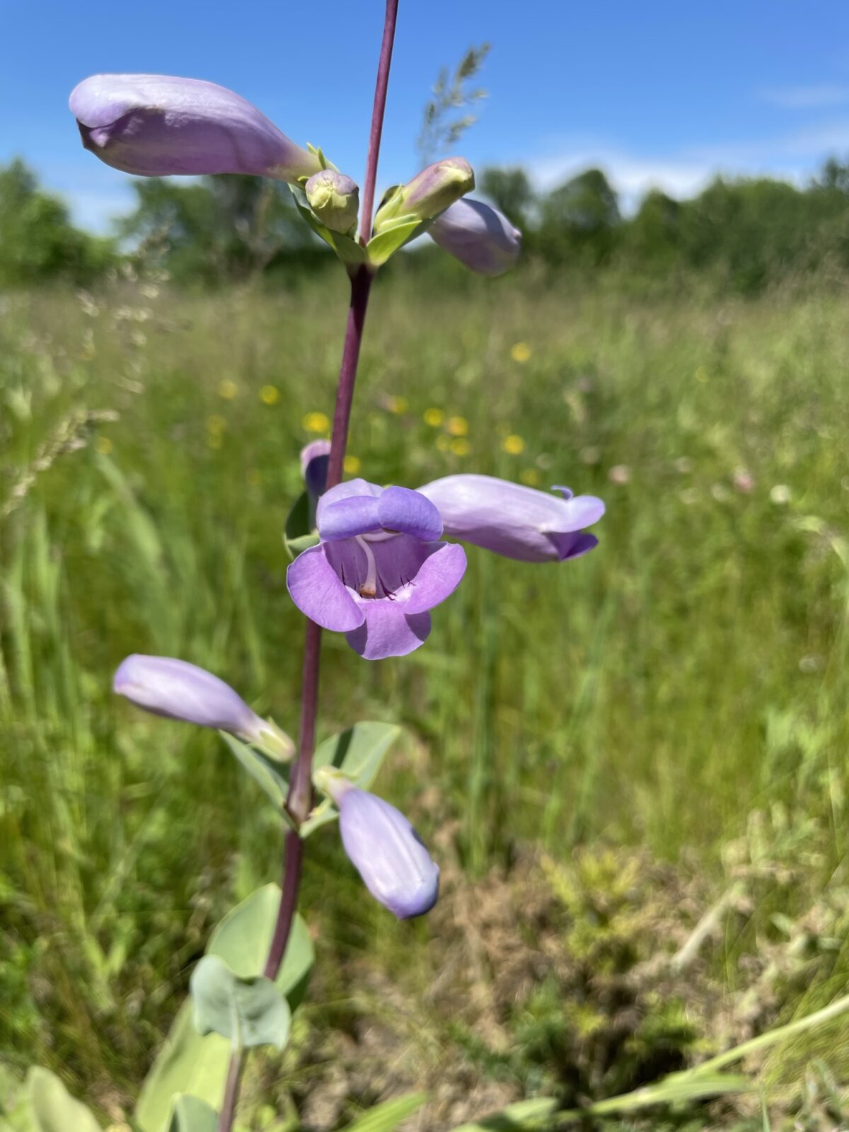 Large Beardtongue (Penstemon grandiflorus)