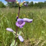 Large Beardtongue (Penstemon grandiflorus)