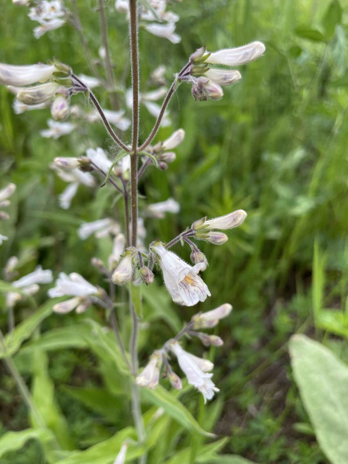 Pale Beardtongue (Penstemon pallidus)