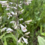 Pale Beardtongue (Penstemon pallidus)