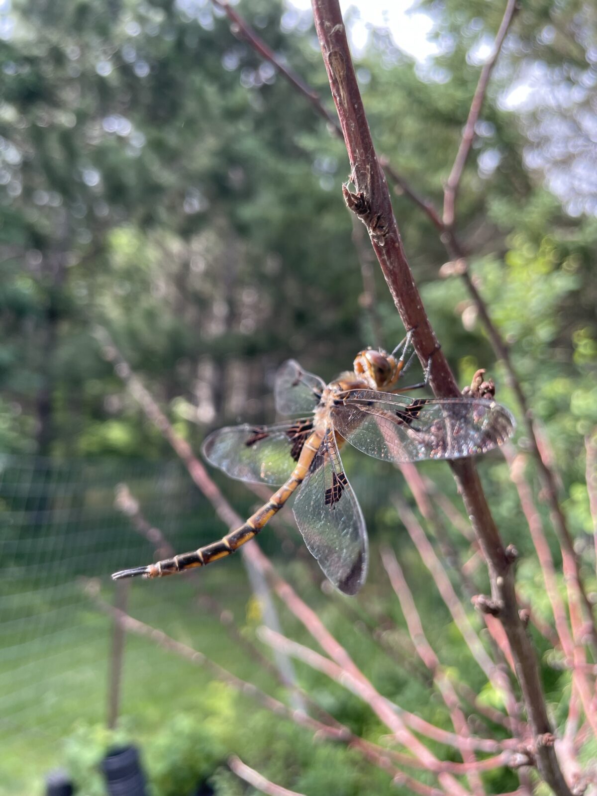 Prince Baskettail (Epitheca principus)